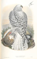 Illustration of Falco Candicans (Greenland Falcon Dark Race)